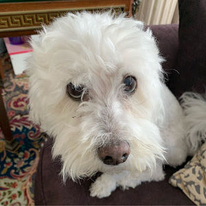 Meet your Posher, Lena